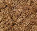 Gold-Cedar